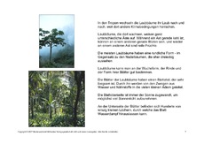 Bäume-Lesetext-7.pdf